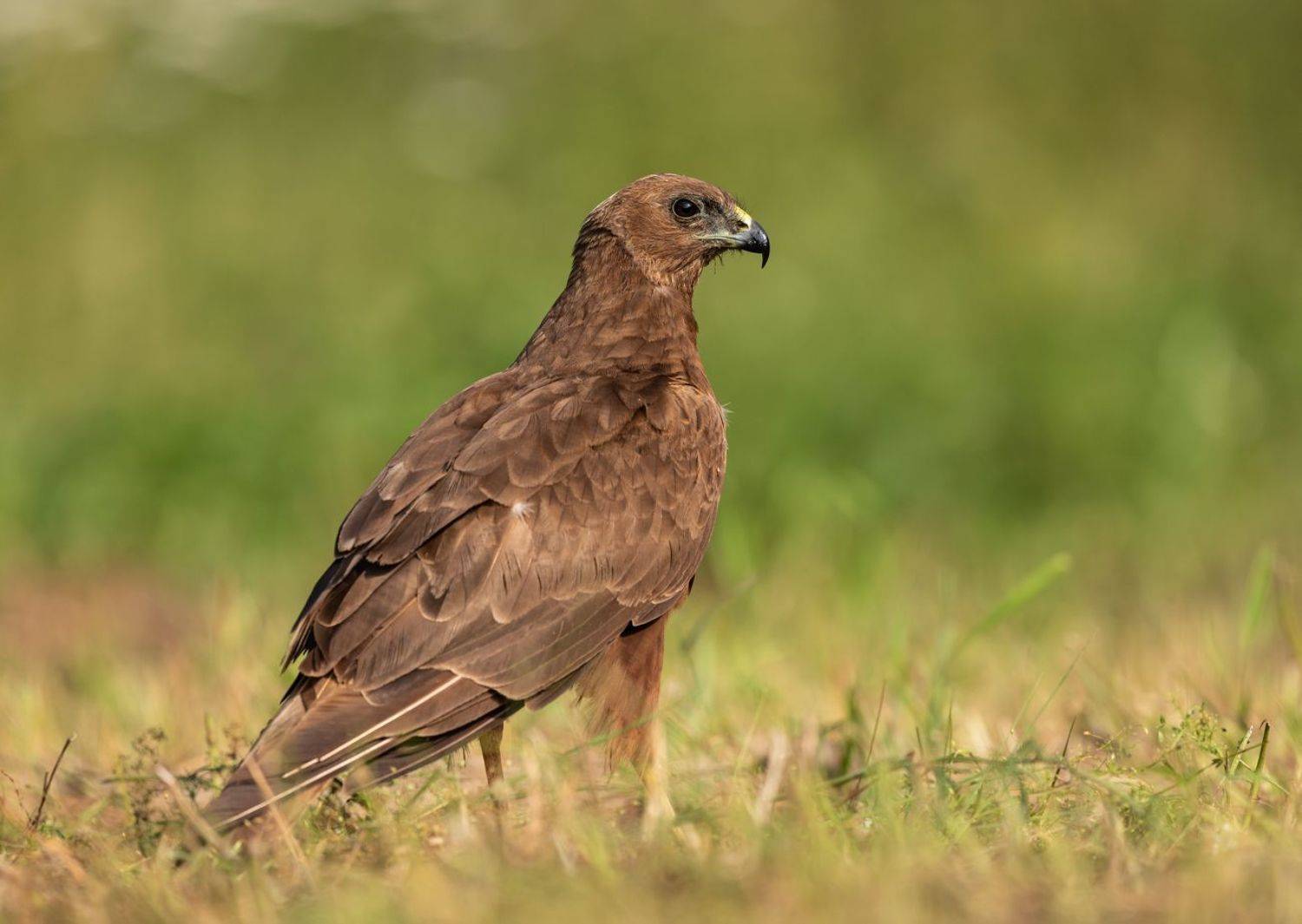 лунь, хищник, птицы,, Владимир Пакалевич