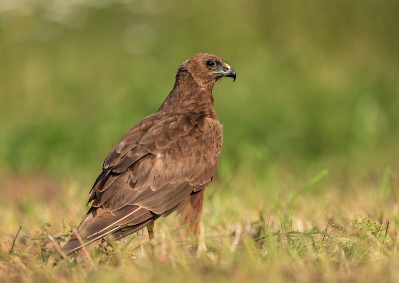 лунь, хищник, птицы, Очи чёрные.photo preview