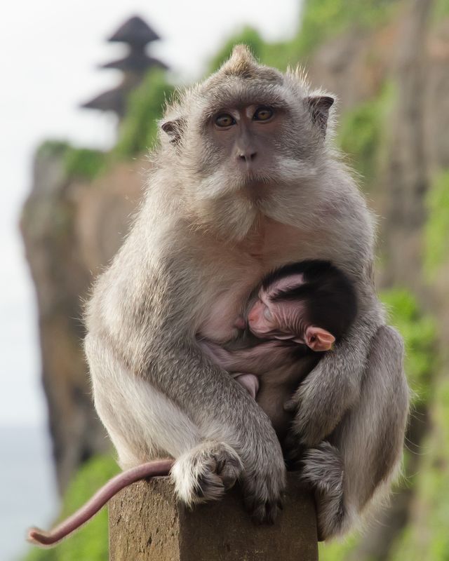 обезьяна, макака, малыш, ребенок, дитя, кормить, грудь, индонезия, бали, на руках, детеныш, маленький, мать, материнство, забота Хвостатая мамаphoto preview