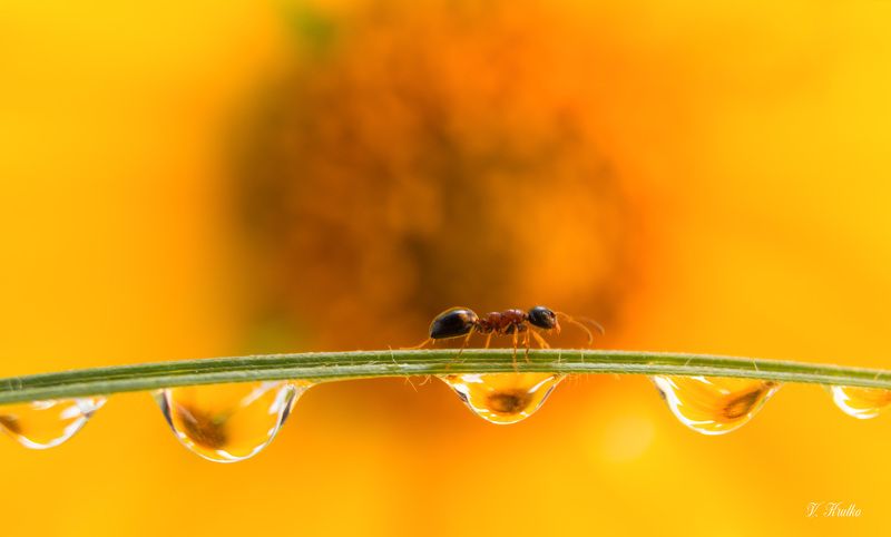 #ant #insect #macro #nature #wildlife #wallpaper #background #print Ant walking on the bridgephoto preview