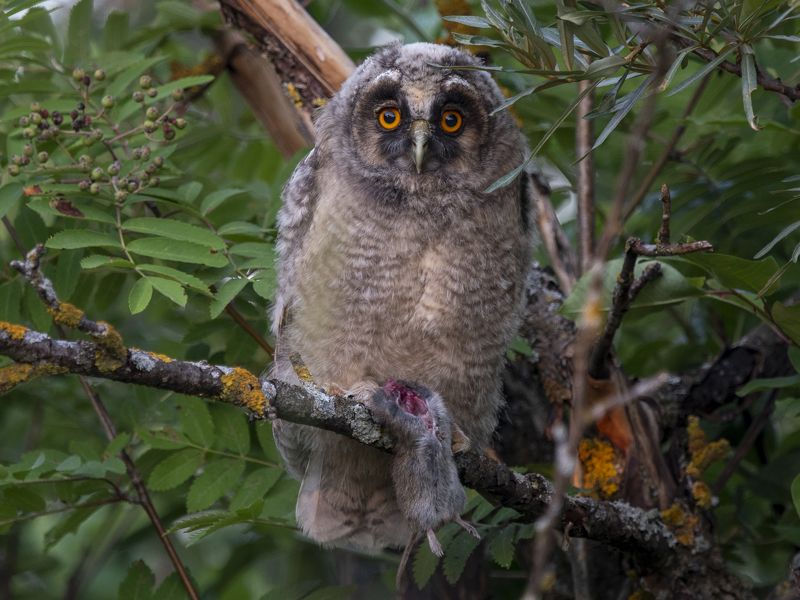 Сова и невинная и жертва (убери лишнее И)photo preview