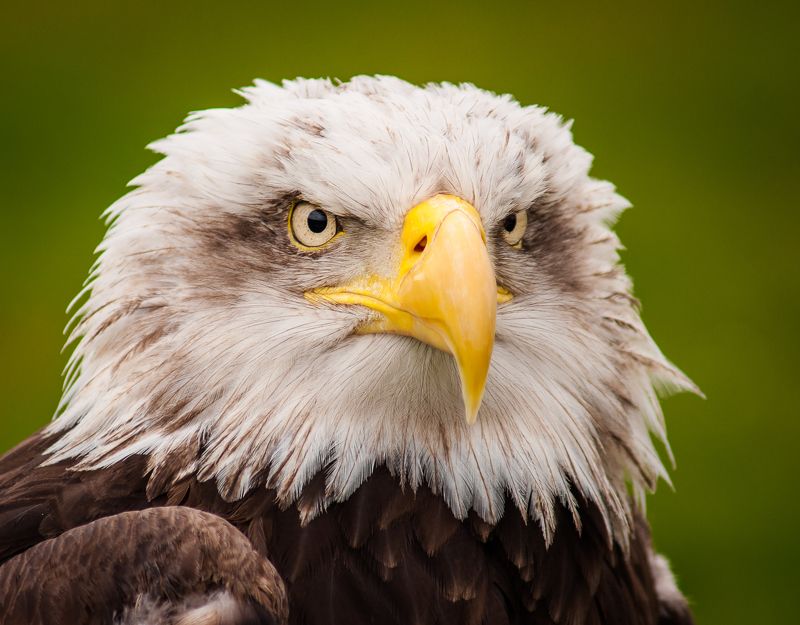 Серьезная птичкаphoto preview