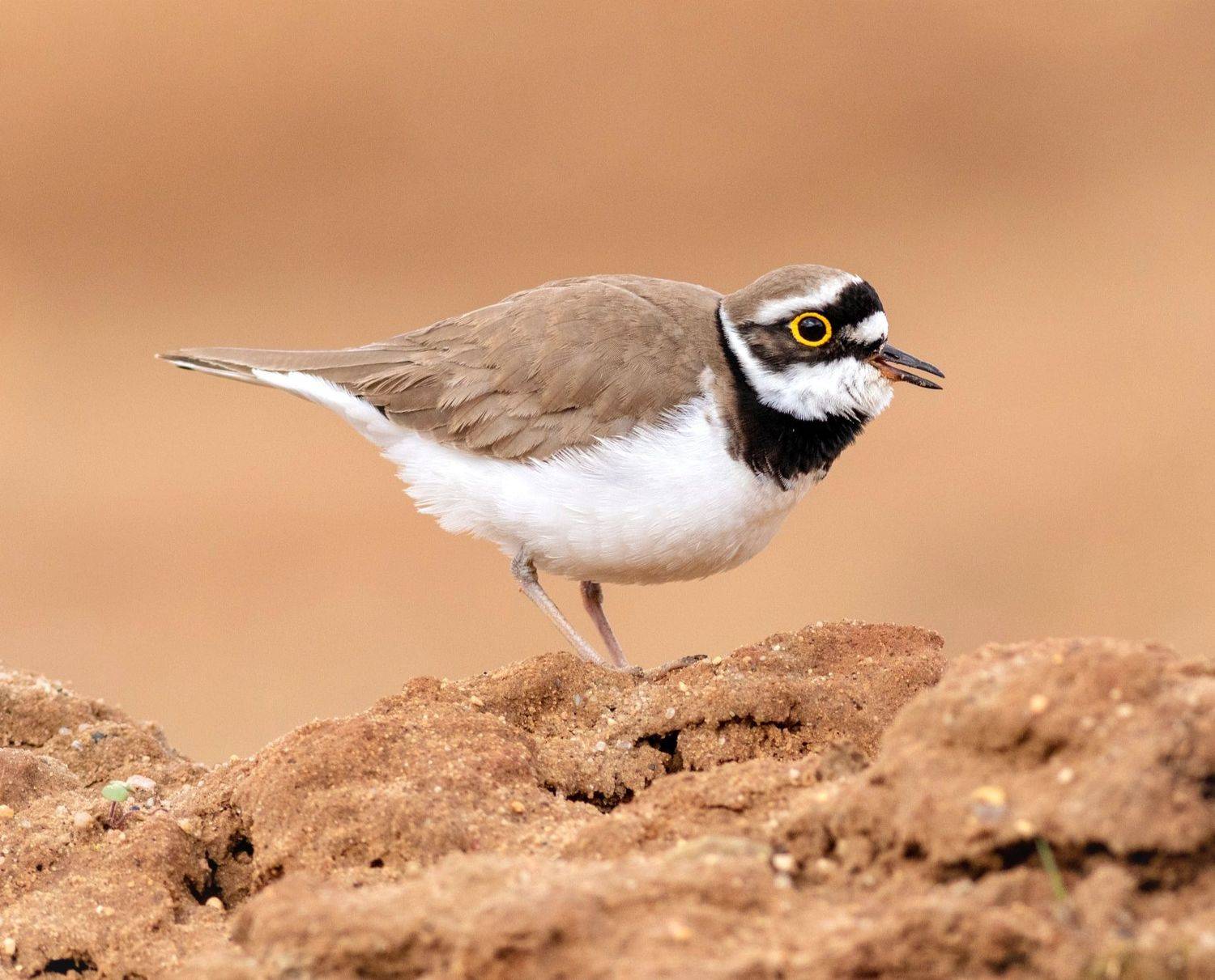 Малый зуек. Автор: Павел Краснослободцев малый зуек, кулик, птица, фотоохота, birds,, Павел Краснослободцев