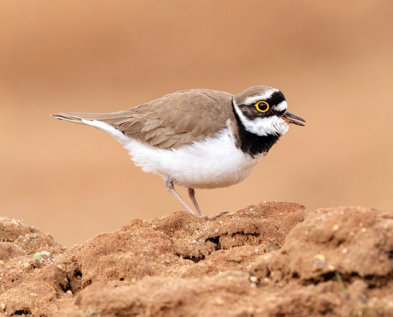 малый зуек, кулик, птица, фотоохота, birds, Малый зуекphoto preview