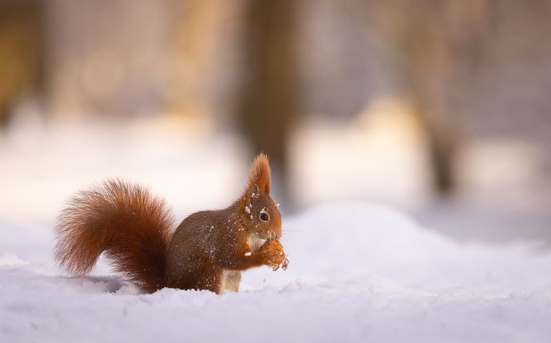 Squirrel in winterphoto preview