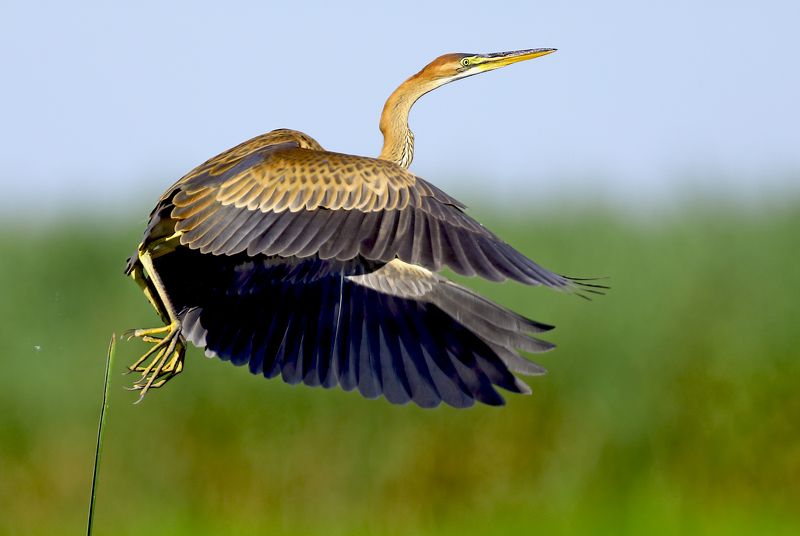 рыжая цапля. Взлёт.photo preview