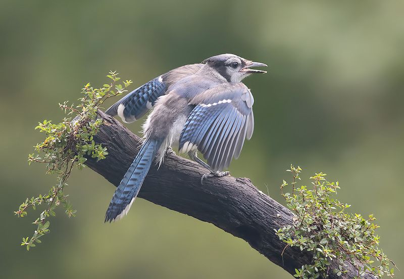 сойка, голубая сойка, jay, blue jay Blue Jay Juvenile -  Голубая сойкаphoto preview