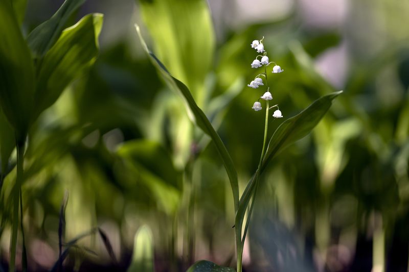 ландыши ***photo preview