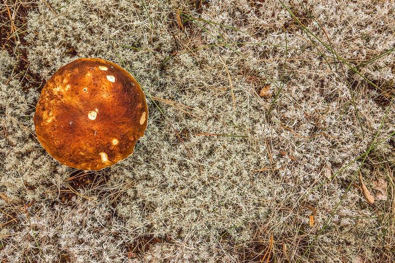 Лесной ковёр фото превью