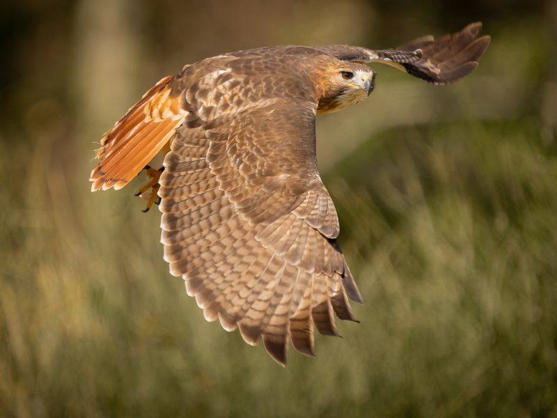 Орлиный глазphoto preview