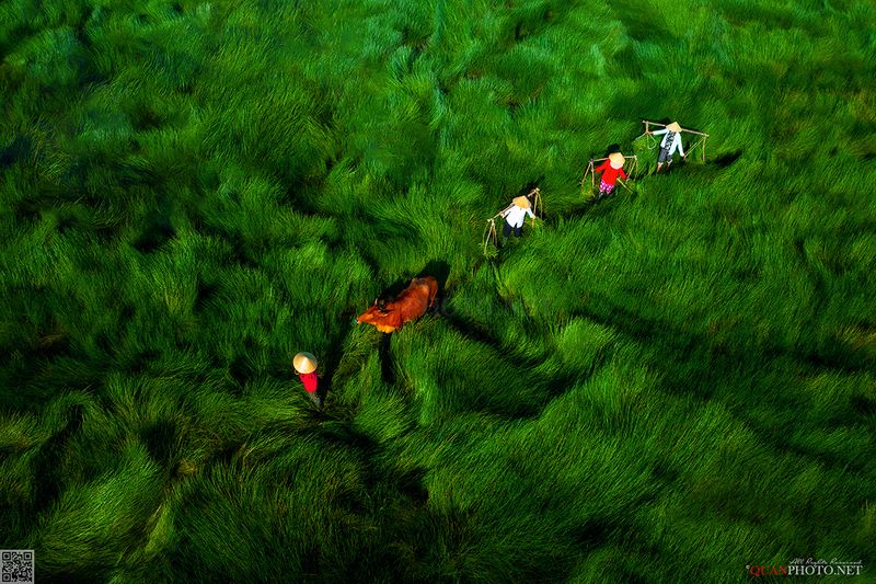 quanphoto, landscape, rural, countryside, famers, grass, green, fields, vietnam Across the Green Grass Fieldsphoto preview