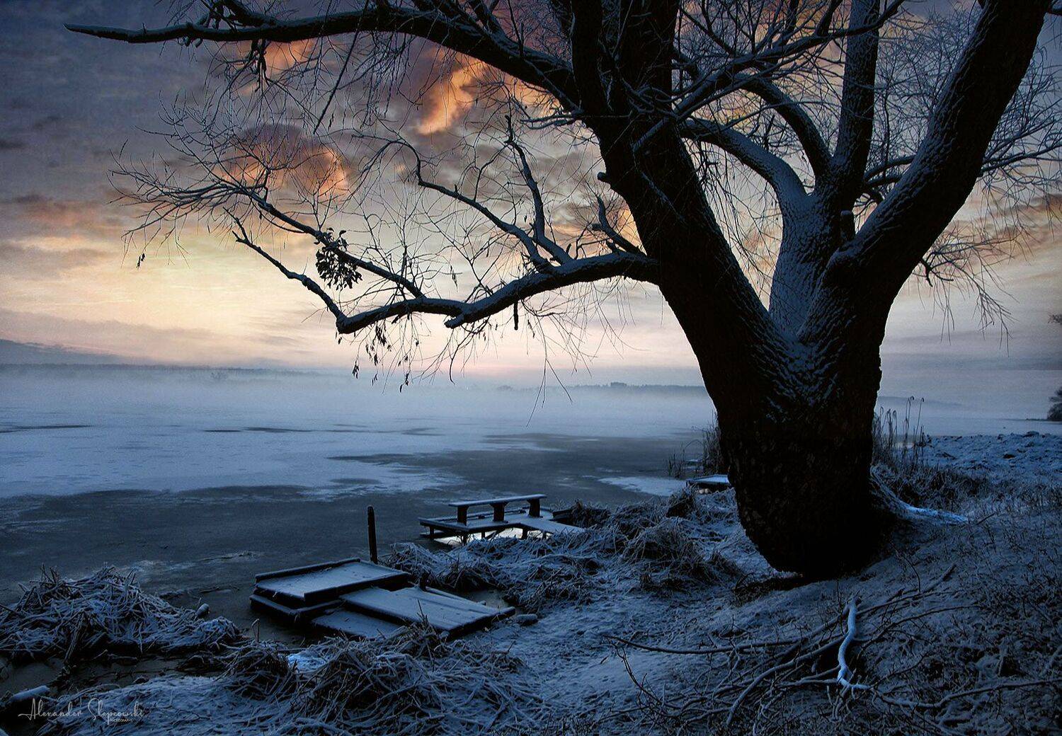 Деревьям тоже снятся сны... (Из серии). Автор: Alexander Slepcowski дерево, Alexander Slepcowski