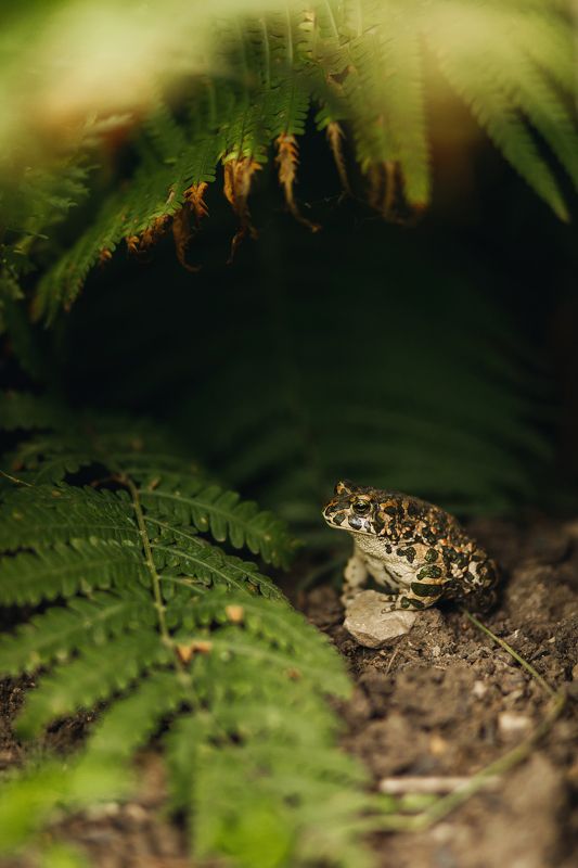 Жаба в папоротнике photo preview
