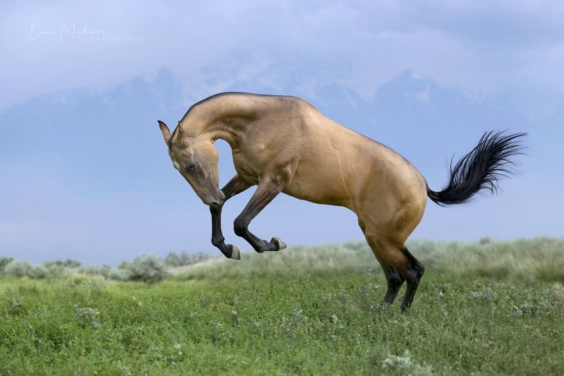 Лошадь, лошади, horse, ahalteke, cavallo, ахалтекинец Музафарphoto preview