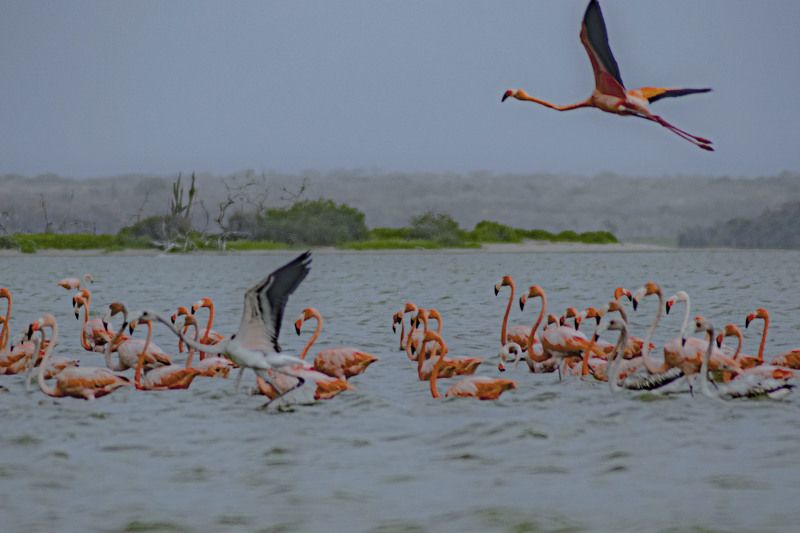 birds,colours, water, landsacape Flamingo\'s flyphoto preview