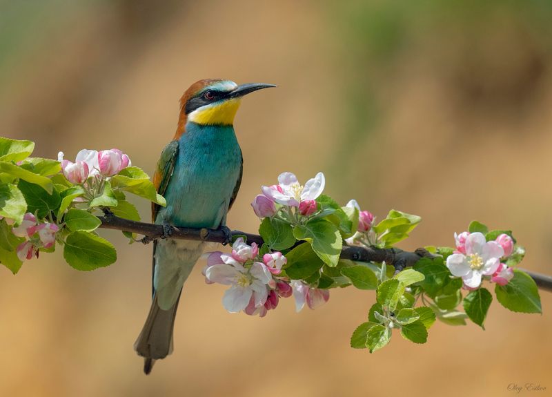 птицы золотистые щурки Цветочноеphoto preview