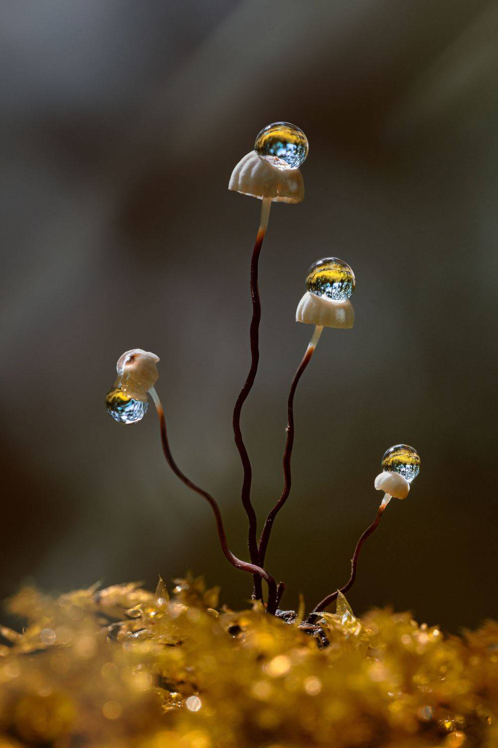 Автор: Татьяна Гореславец , Татьяна Гореславец