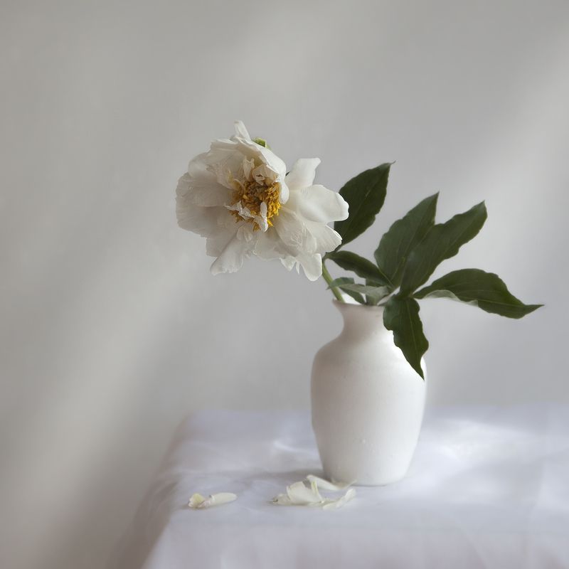 пион О белом пионе.photo preview