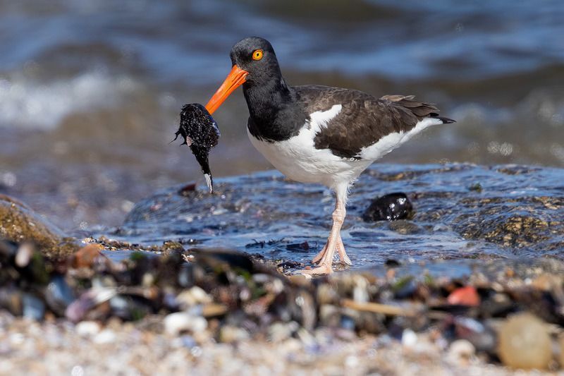 птицы, уругвай ***photo preview