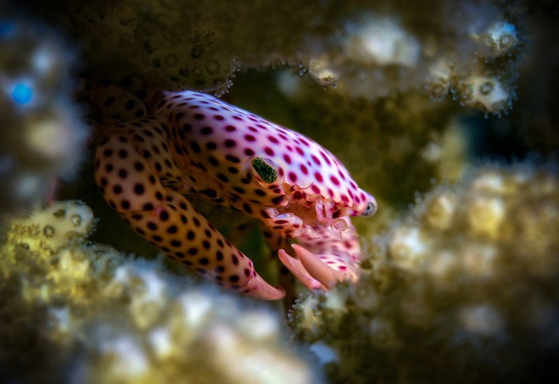 Маленький крабик.photo preview