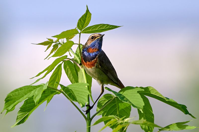 природа, птицы Гордаяphoto preview