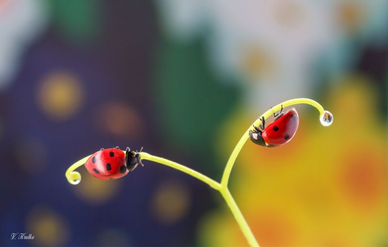 #ladybug #insect #macro #nature #wildlife #wallpaper #background #print The dream of ladybugsphoto preview