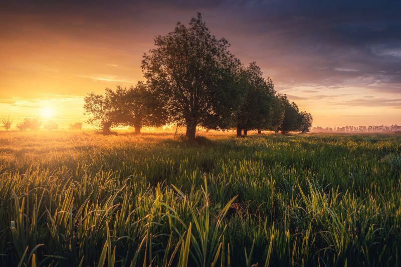 Willowsphoto preview