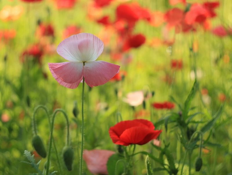 Солистphoto preview