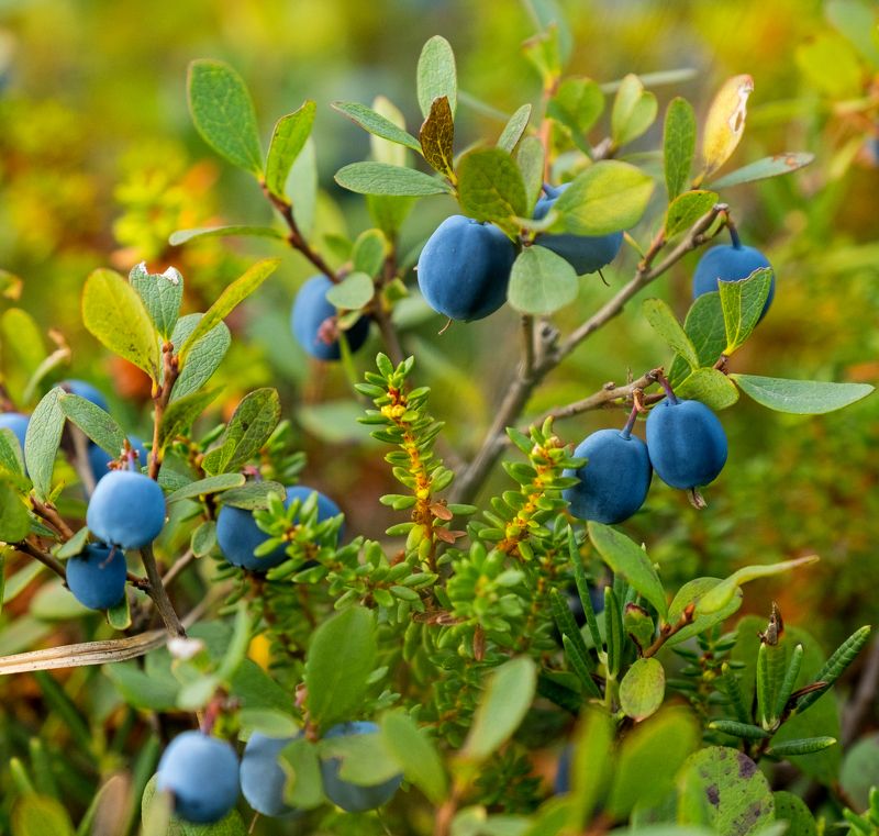 черника, лето, нд, север, русский север, тундра, русский север нд Дары арктического летаphoto preview