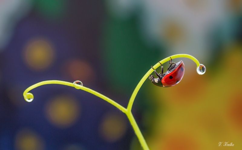#ladybug #insect #macro #nature #wildlife #wallpaper #background #print dreamphoto preview