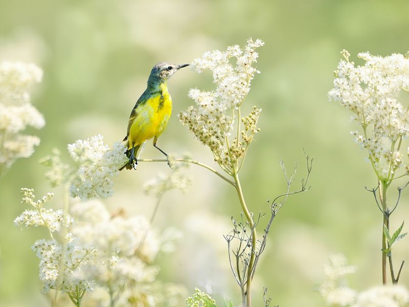 природа, фотоохота, желтая трясогузка, птицы, животные, цветы, лето Белоснежное летоphoto preview