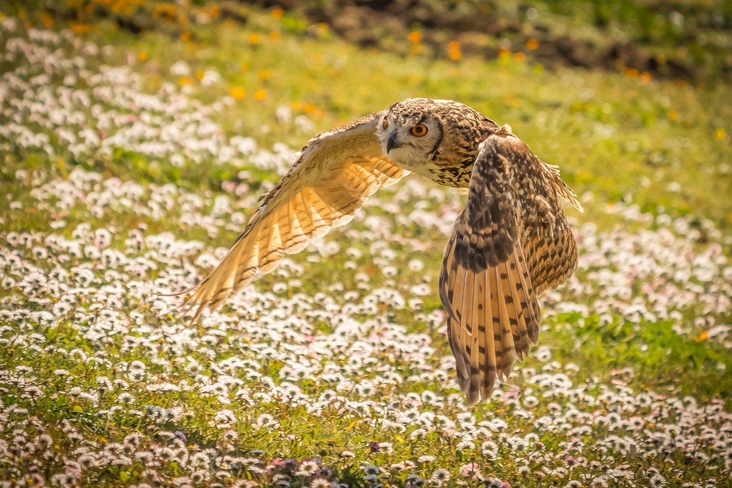 , Максимова Дария