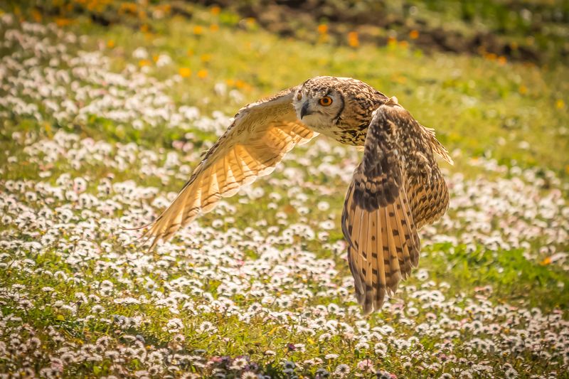 Над цветочной лужайкой, Италияphoto preview