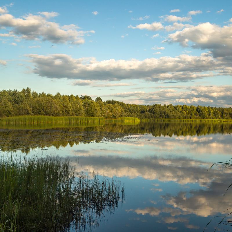 отражения, свет, вечер, лето, август, тепло, тихо, пруд, водоем, небо, облака, береза, поле, лес, тишина, панорама, пейзаж, природа, трава, вода Отраженияphoto preview