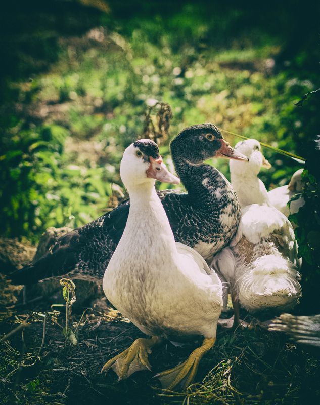 Утиные истории фото превью