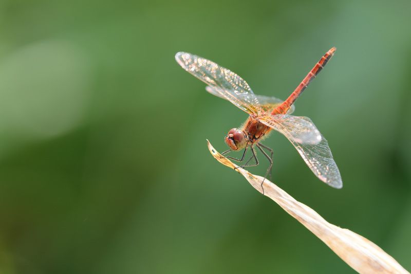 стрекоза, природа, насекомые Сжатобрюх Фонколомаphoto preview