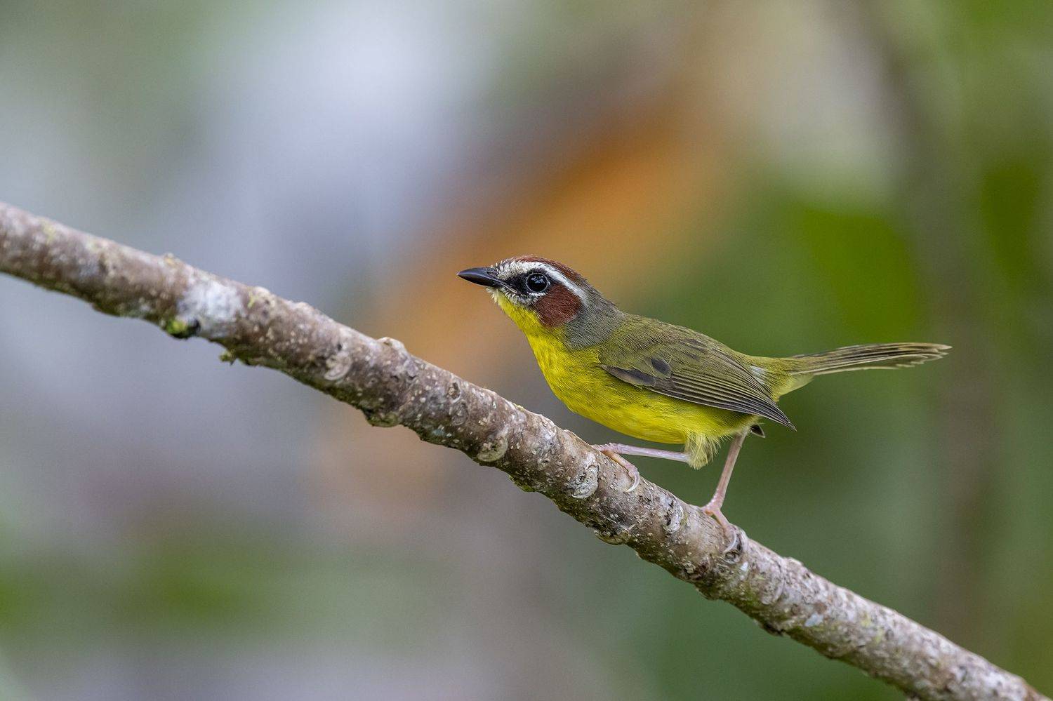 , Burgalin Sequeira Fernando