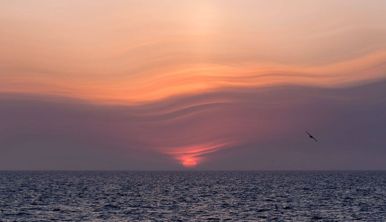 закат, берингово море, чайка, небо, Евгений Паршуков