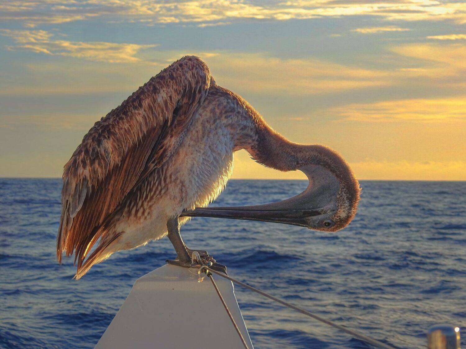 Пелекан. Автор: Шварцман Евгений , Шварцман Евгений