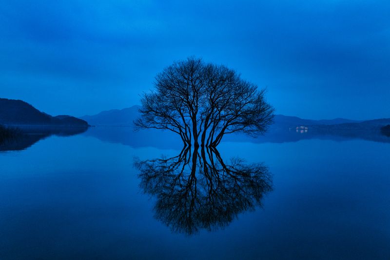 Golden tree at Duskphoto preview