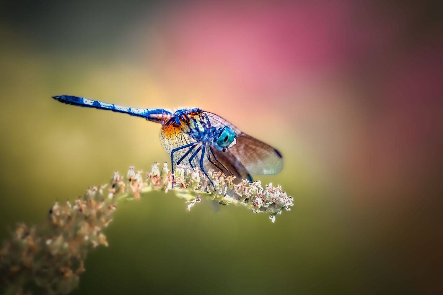 Sojourn. Автор: Atul Saluja damselfly, dragonfly, insect, grass, sunset, dusk, evening, bug, macro, blade, grassland,, Atul Saluja