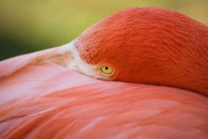 Птичий минимализмphoto preview