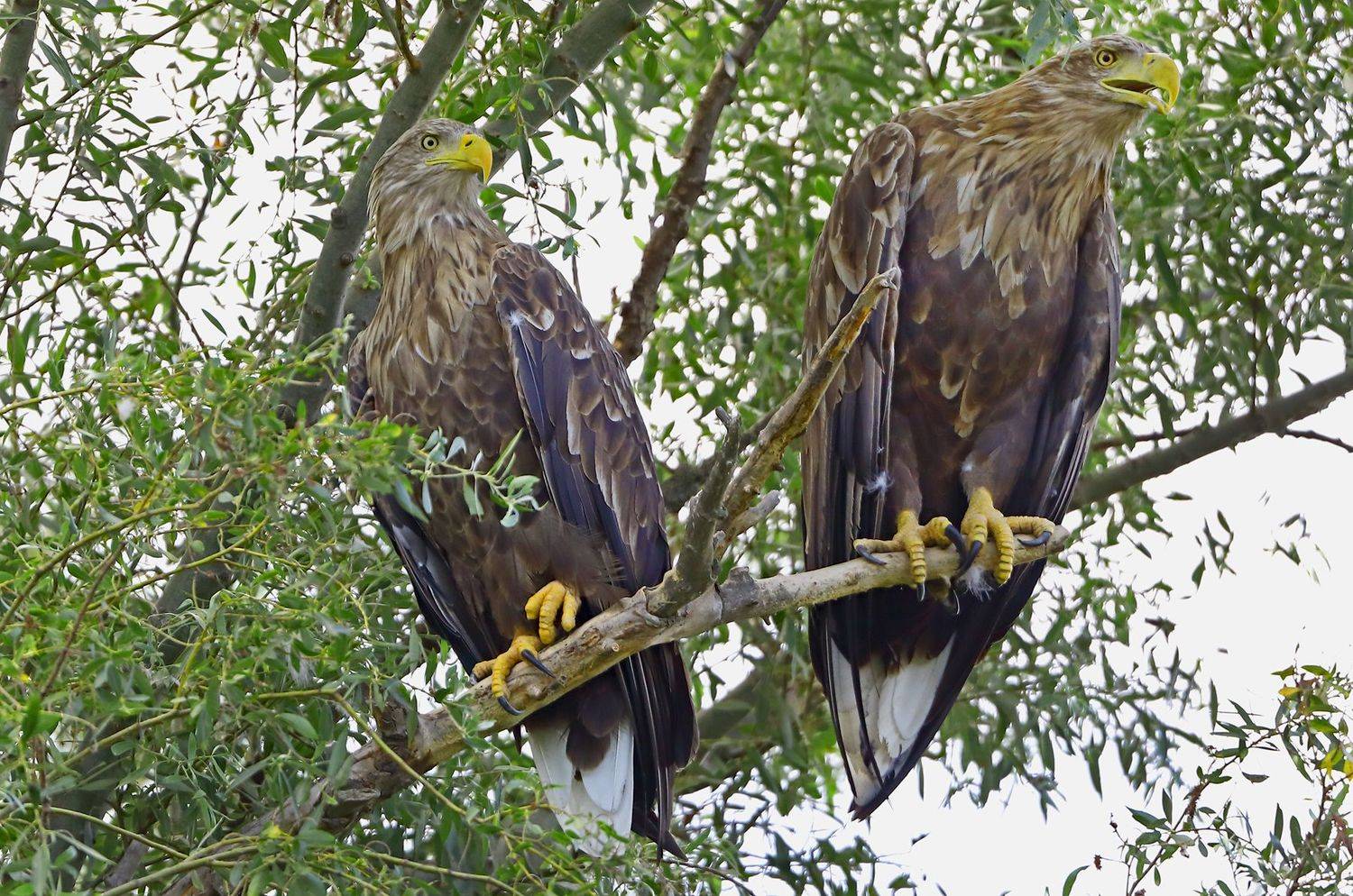 орлан белохвост., Александр Гусар