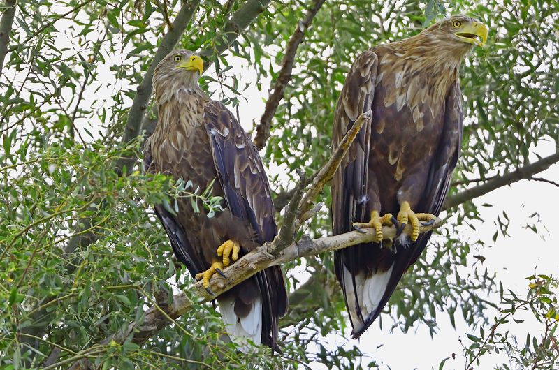 орлан белохвост. Дуэт.photo preview