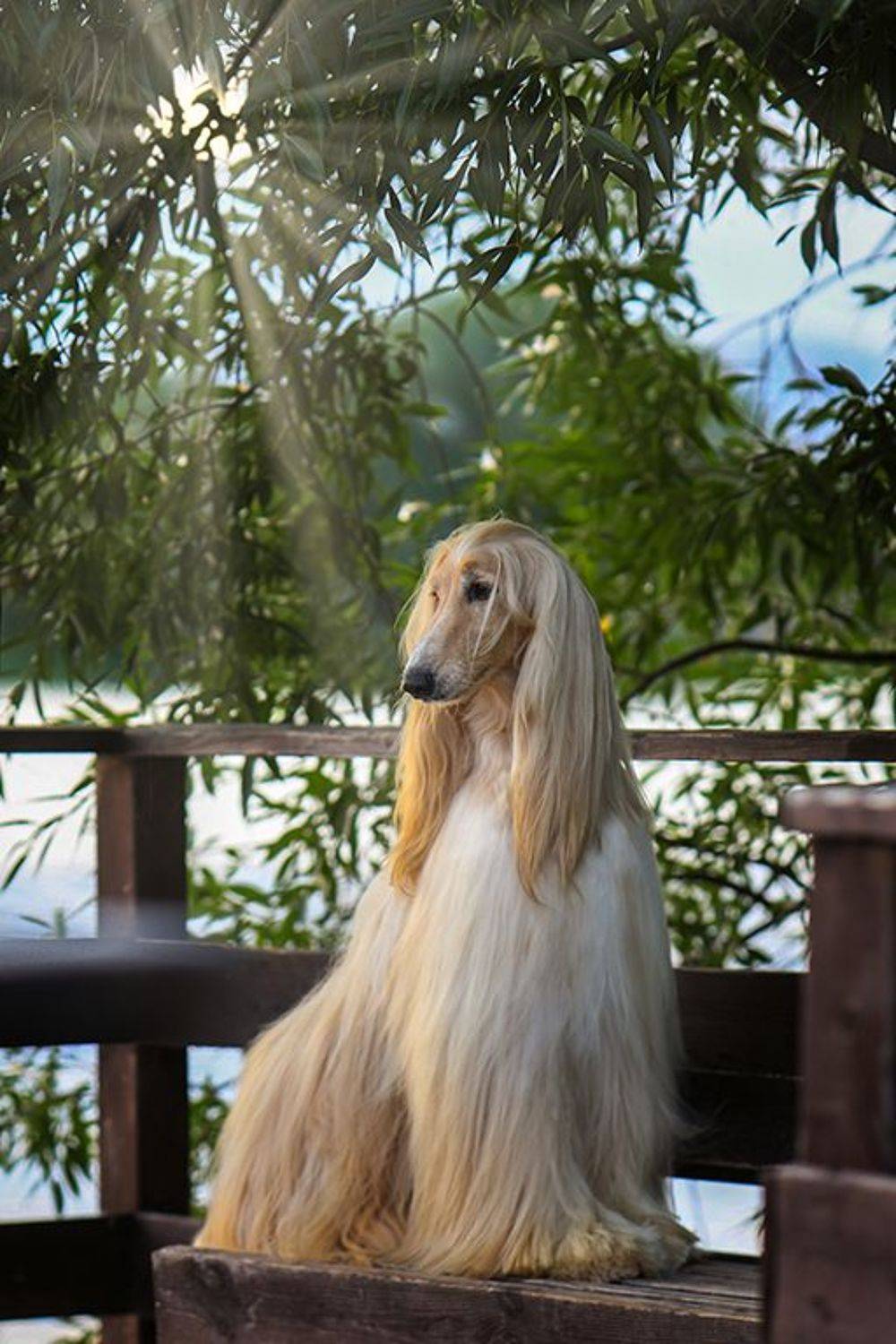 ..... Автор: Андрей Ершов , Андрей Ершов