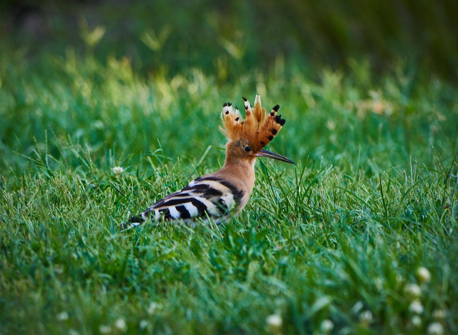 /*/. Автор: David Solodar , David Solodar