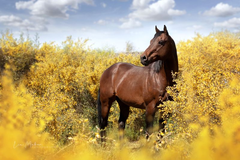 Лошадь, лошади, horse, карагана  Сагнолphoto preview