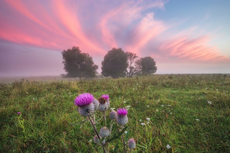 2022, август, россия, калужская область, утро, лето, облака, деревья, туман, трава, рассвет, цветы, шмель, небо, репейник Небесные перьяphoto preview