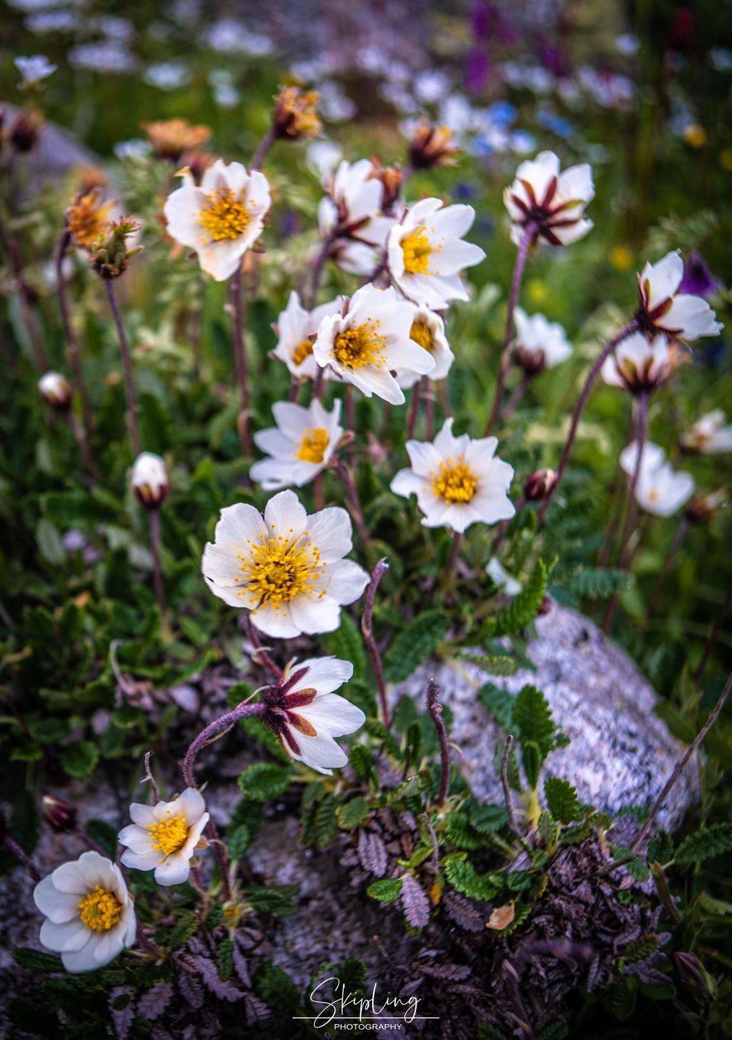 Дриада восьмилепестковая. Автор: Ганюшкин Владимир цветы, Ганюшкин Владимир