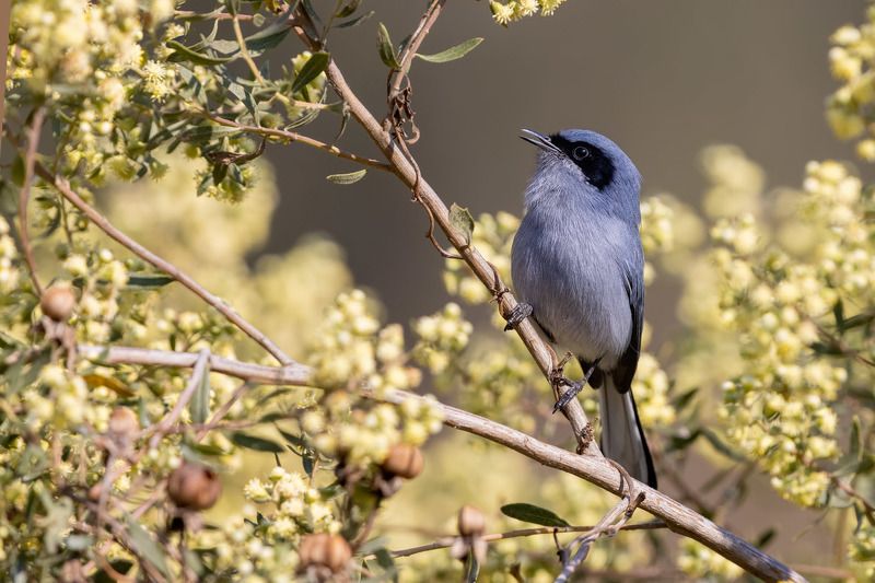 птицы, уругвай ***photo preview
